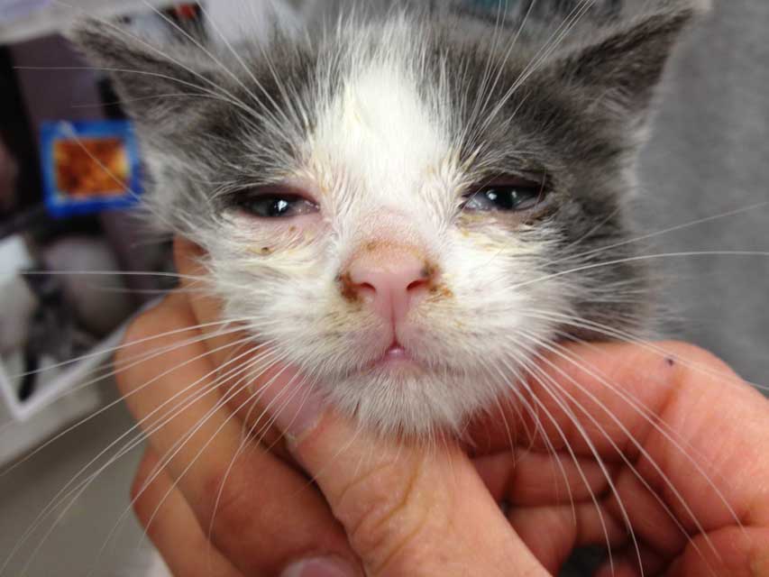 Ринотрахеит кошек Ринотрахеит кошек