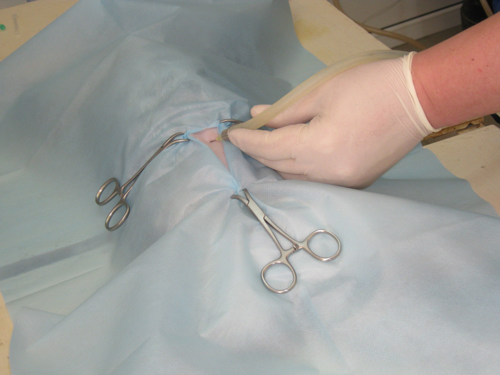 Лапароскопическая стерилизация кошек. Подготовка к операции.