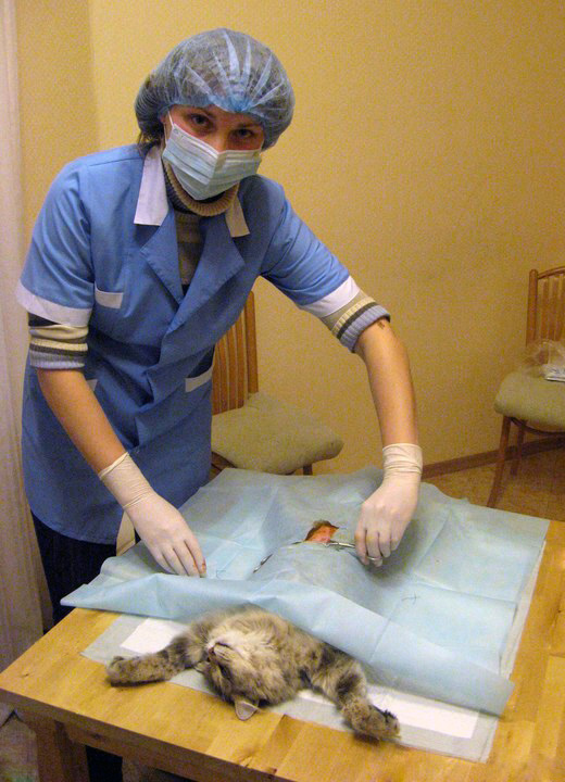 Отзывы стерилизации кошки на дому