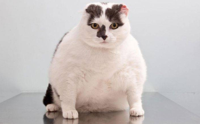 Как помочь кошке сбросить избыточный вес?