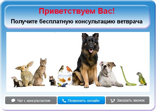 Позвоните и сделайте заявку на кастрацию кота всего за 2000 руб Консультация онлайн. Вызов ветврача на дом. Звоните!