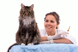 Вакцинация кошек. Вакцинация котов и котят