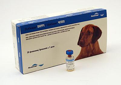 Вакцинация собак Нобивак